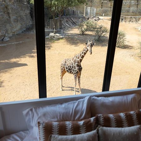 San Antonio Zoo - Spekboom Giraffe Lodge ภายนอก รูปภาพ