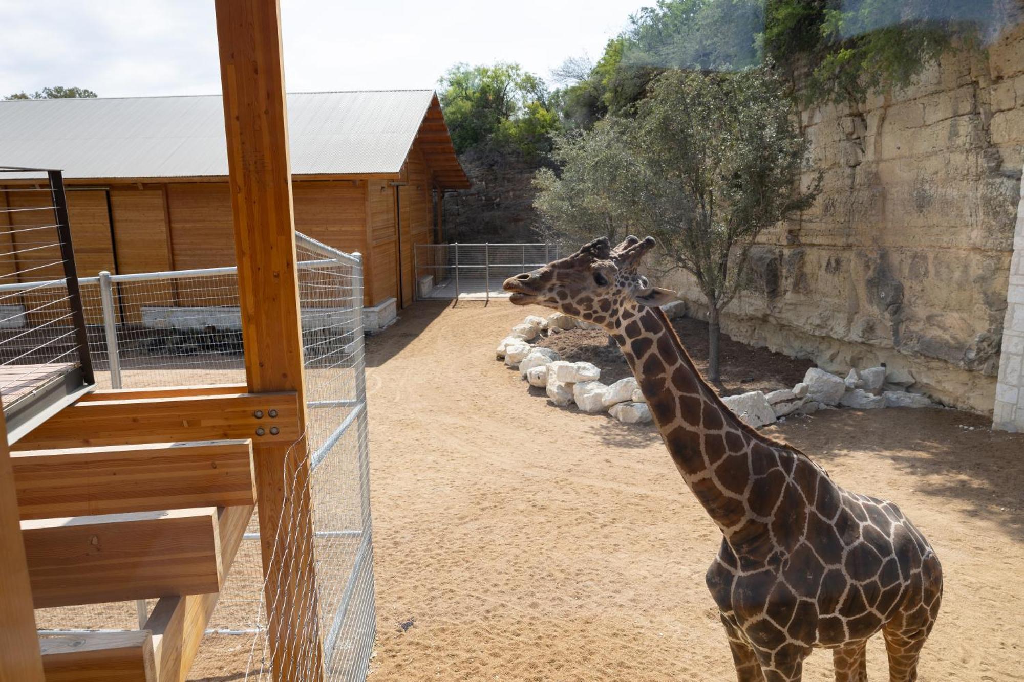 San Antonio Zoo - Spekboom Giraffe Lodge ภายนอก รูปภาพ